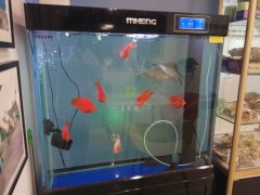 玻璃魚(yú)缸臟了怎么清洗才干凈？